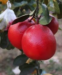 Giống bưởi đỏ luận văn