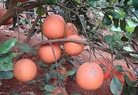 Giống bưởi đỏ tân lạc
