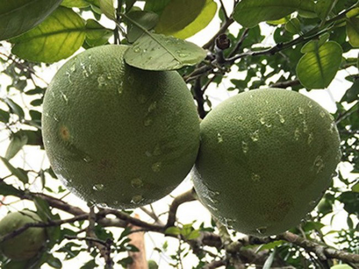 Giống Bưởi Đoan Hùng