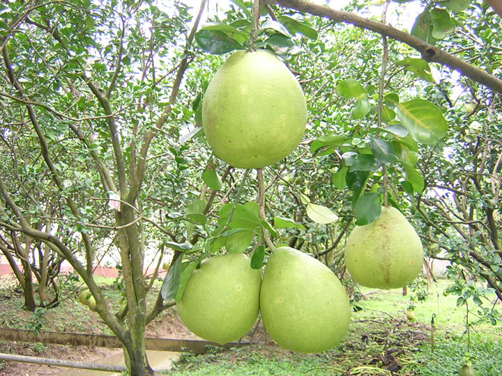 Giống Bưởi Hoàng