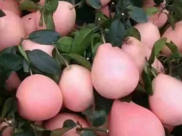 Giống bưởi đỏ phúc kiến