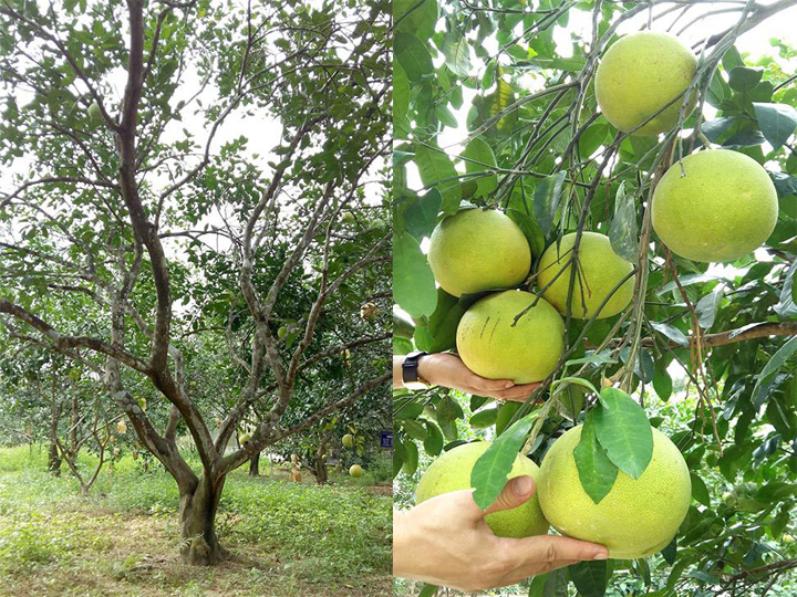 giống Bưởi Phúc Trạch