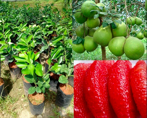 Giống bưởi Ruby Thái Lan