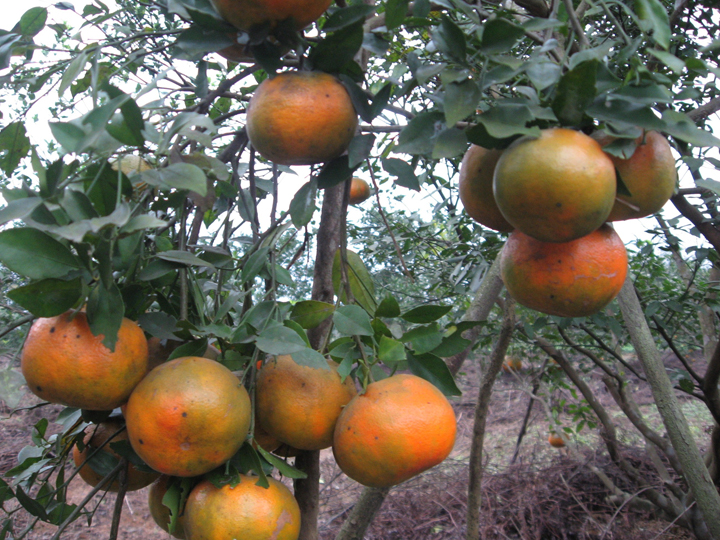 Giống cam bù