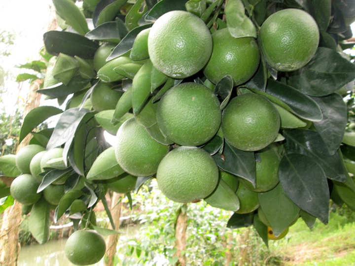 giống Cam xoàn