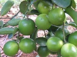 Giống chanh bốn mùa