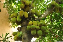 Giống mít nghệ cao sản