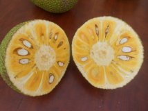 Giống mít thái lá bàng