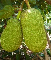 Giống mít thái siêu sớm