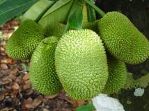 Giống cây Mít tố nữ