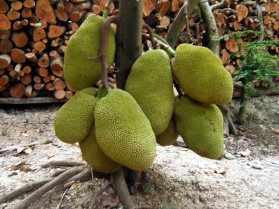 Giống cây mít tứ quý