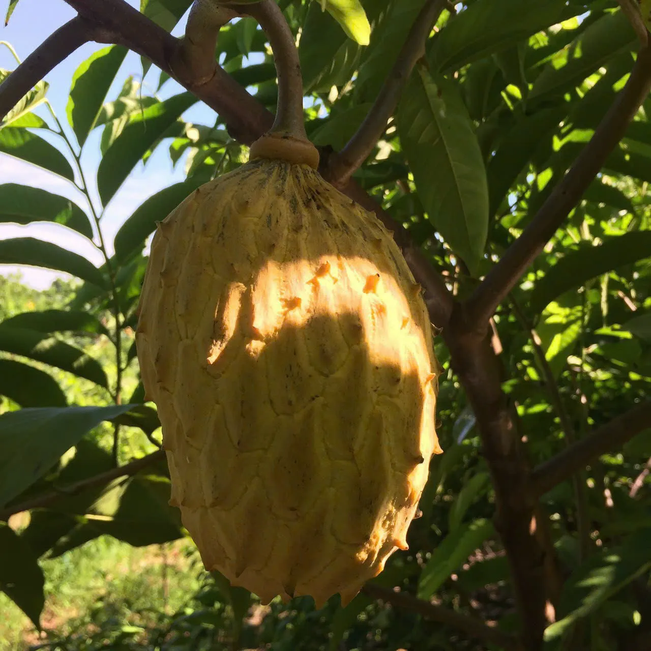 CÂY NA VÀNG NAM MỸ