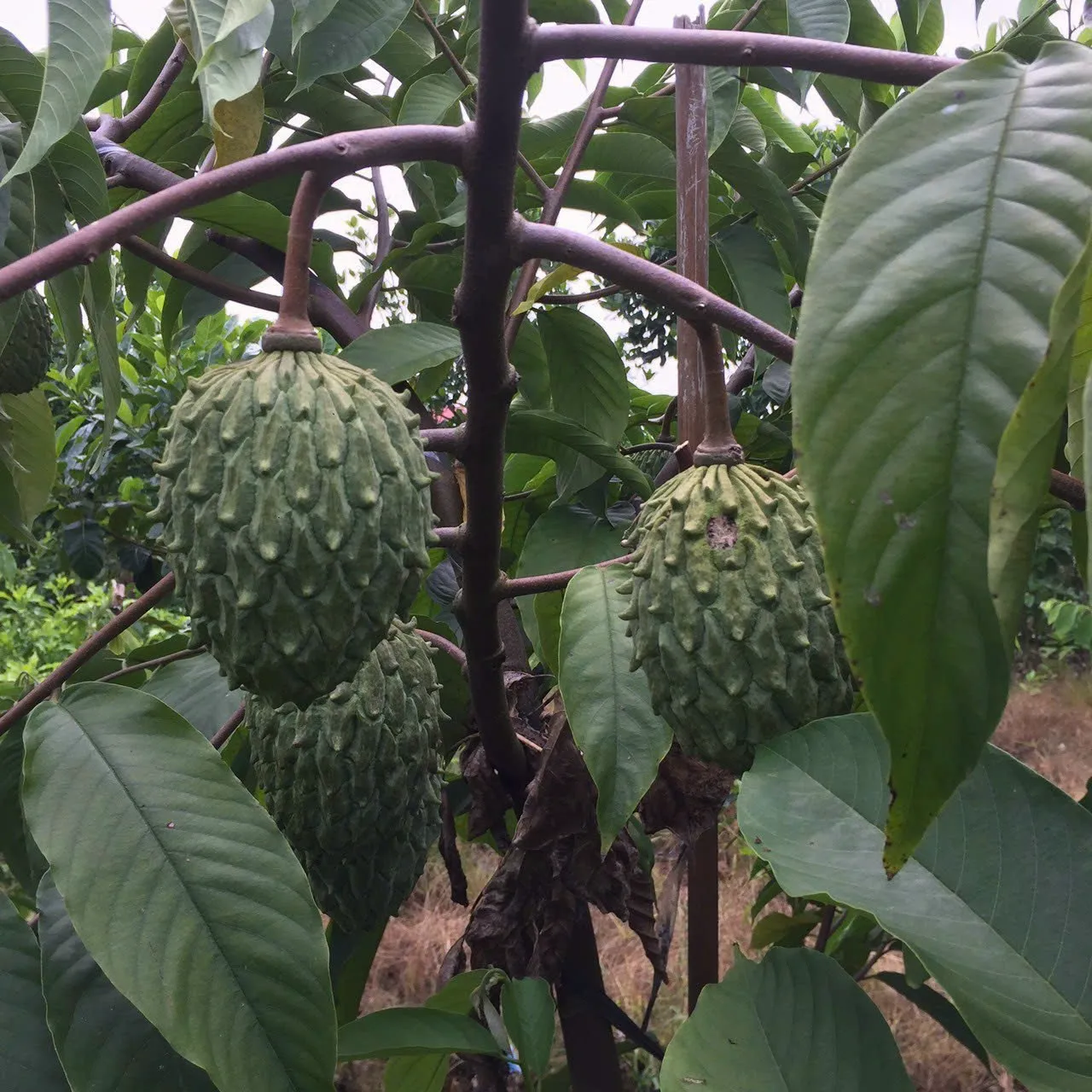 Giống na vàng Nam Mỹ
