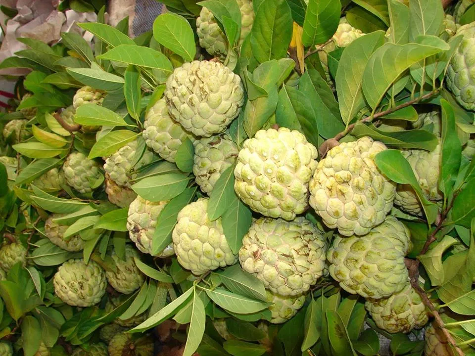 Giống na dai