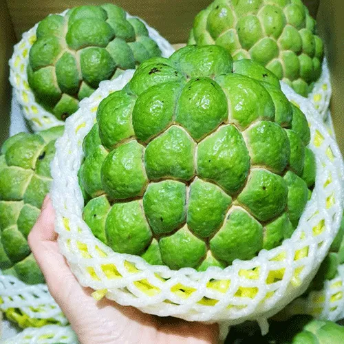 Na bở đài loan