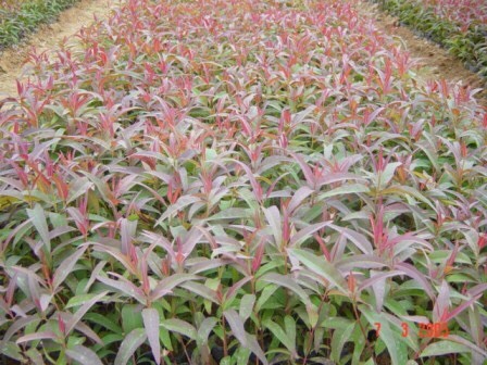 Cây bạch đàn giống