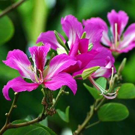 Giống cây ban hoàng hậu