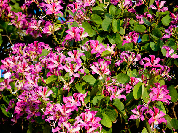 Cây Ban Hoàng Hậu