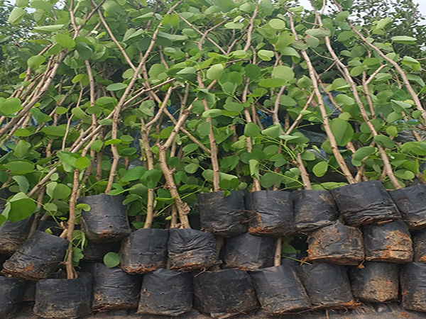 Ban Hoàng Hậu Giống