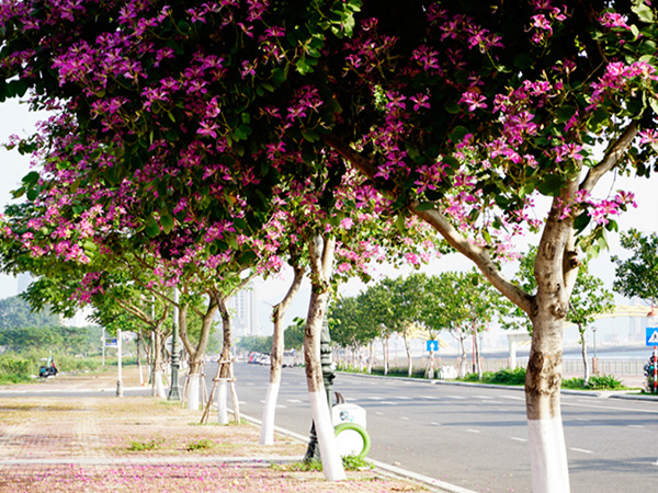 Cây Ban Hoàng Hậu