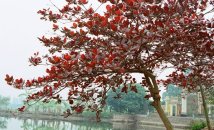 Cây bàng giống