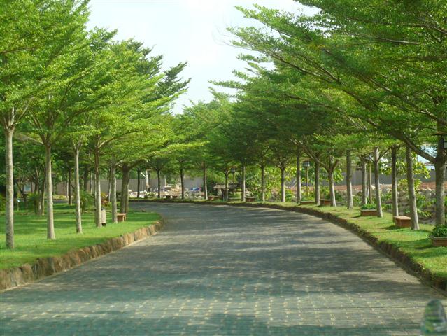 Cây bàng giống