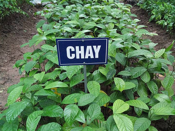 Giống cây Chay