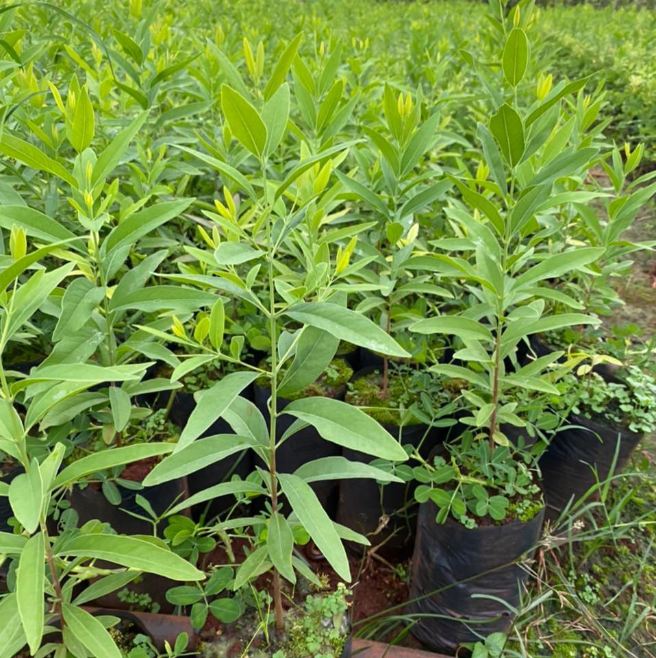 Giống cây đàn hương