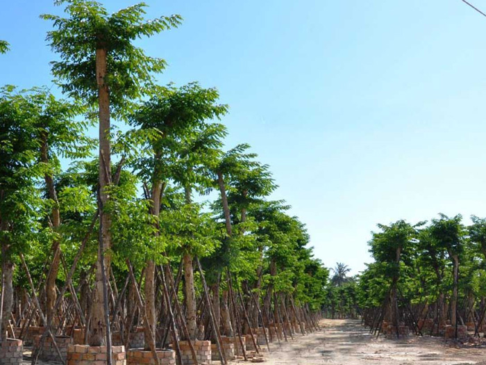 Cây giáng hương giống