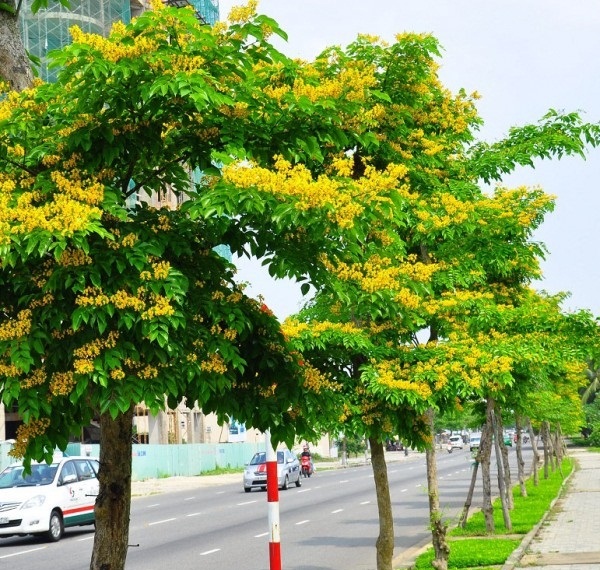 Cây giáng hương giống