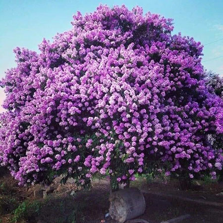 Cây hoa bằng lăng giống