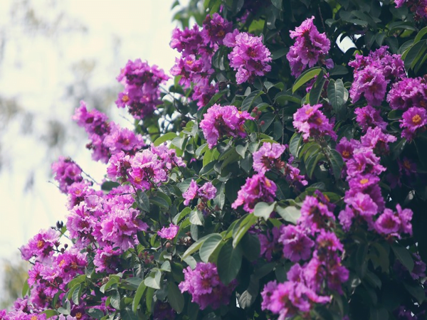 Cây hoa bằng lăng giống