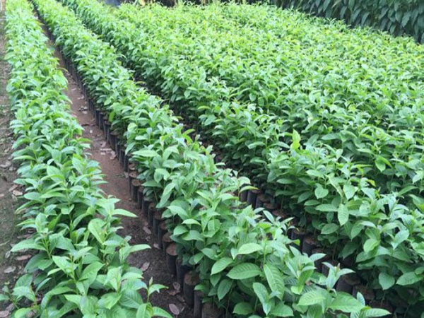 Cây hoa bằng lăng giống