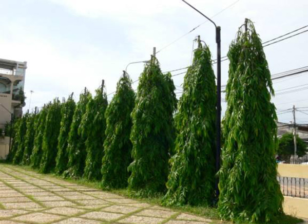 Cây hoàng nam giống