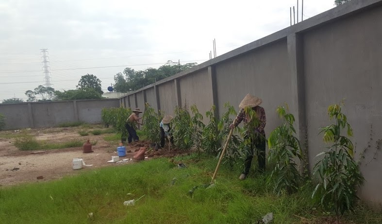 Cây hoàng nam giống