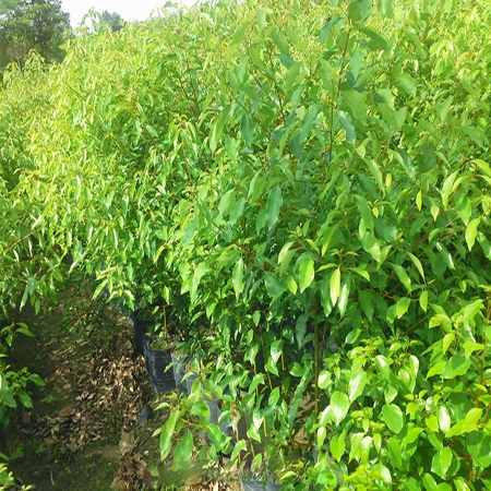 Cây long não giống