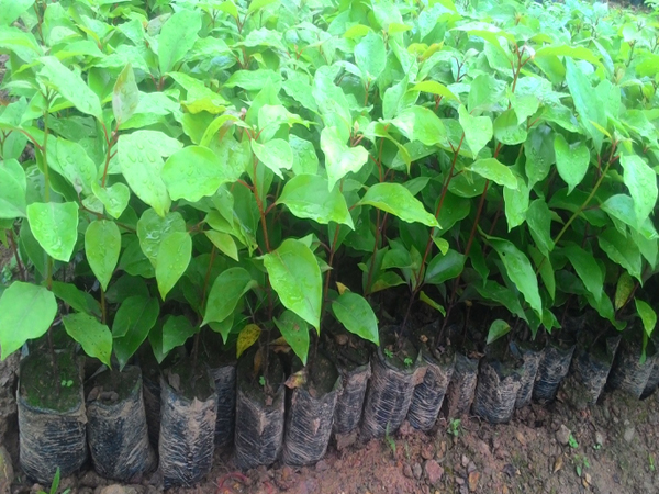 Cây Long Não Giống