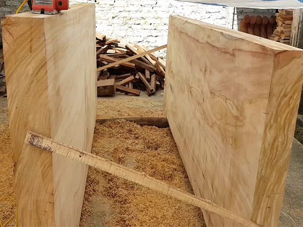 Cây Long Não Giống