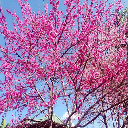 Cây mận rừng giống (Tớ dày)