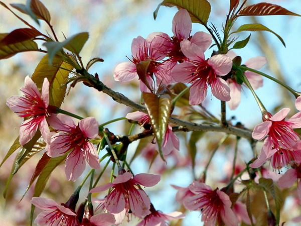Hoa mận rừng (tớ dày)