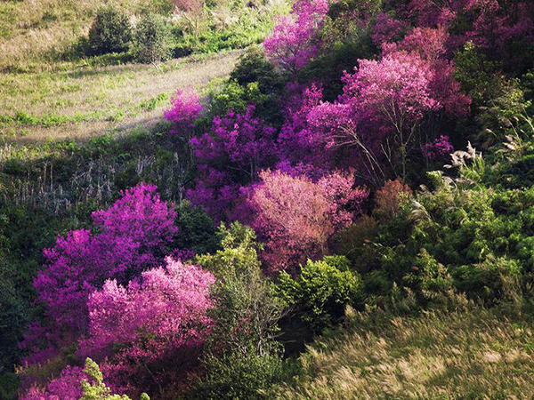 Hoa mận rừng (tớ dày)