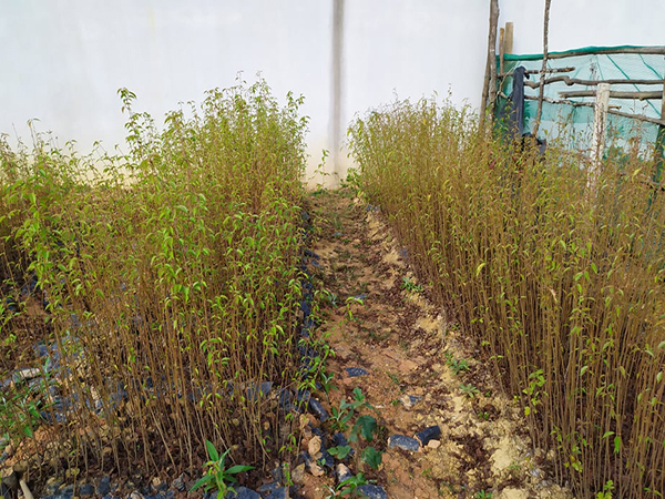 Hoa mận rừng (tớ dày)