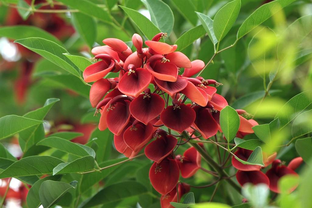 Cây giống osaka hoa đỏ