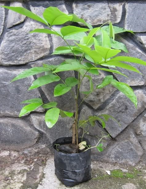 Cây giống osaka hoa đỏ
