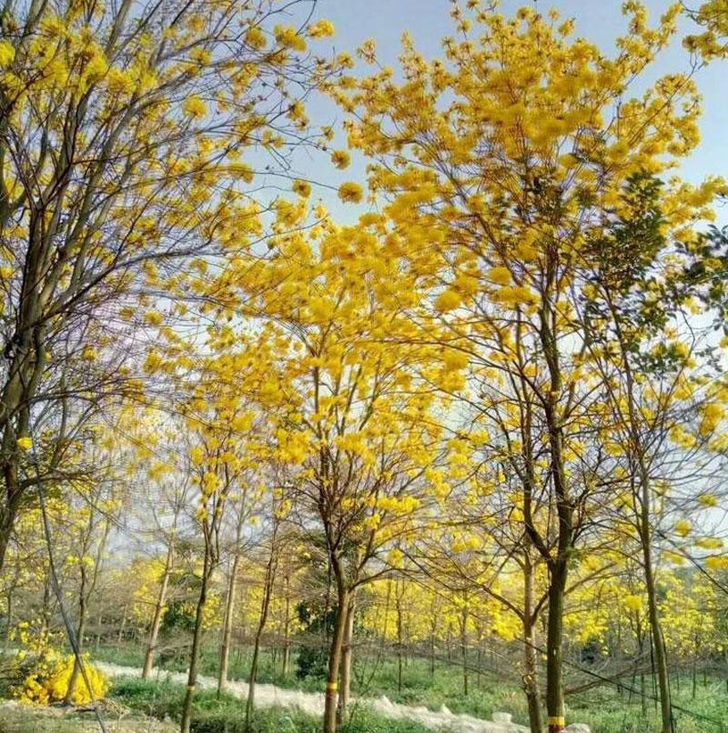 Giống cây phong linh hoa vàng