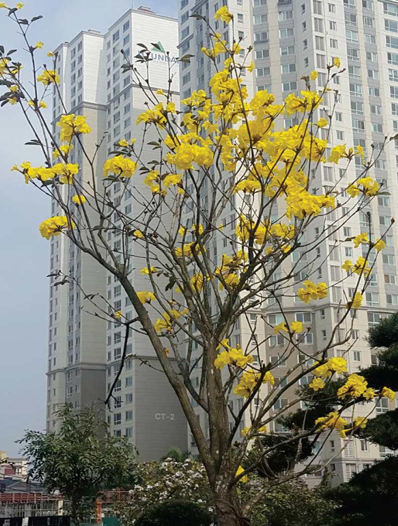 cây phong linh hoa vàng