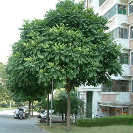 Cây sấu giống