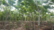 Giống cây sưa đỏ