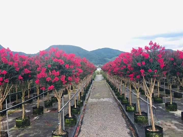 Giống cây tường vi rừng ghép