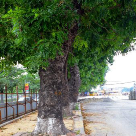Cây xà cừ giống